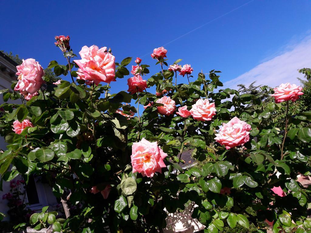 Le Vieux Vauvert Bed & Breakfast Rochecorbon Exterior foto