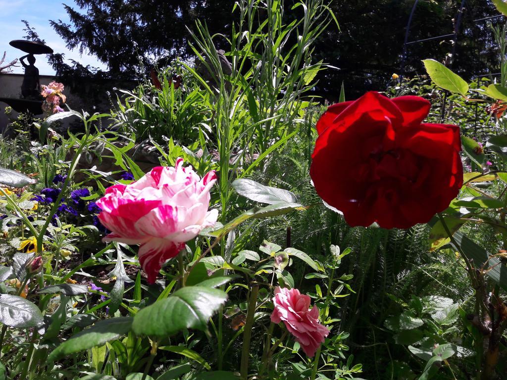 Le Vieux Vauvert Bed & Breakfast Rochecorbon Exterior foto